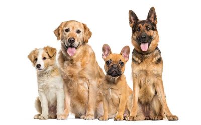 PROPOSED CHANGES TO CODE – DOG PROTECTION LAW