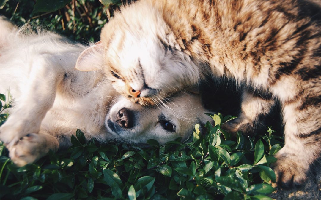 Keep Your Pet Safe